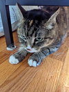 MEADOW & ANGEL - Offered by Owner - Sister pair