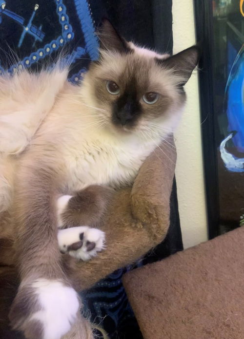 FINN - Offered by Owner - Female Siamese mix