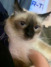 FINN - Offered by Owner - Female Siamese mix