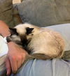 FINN - Offered by Owner - Female Siamese mix