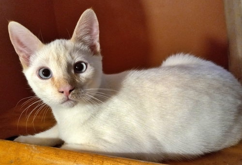 SIMON - Offered by Owner