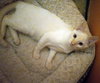 SIMON - Offered by Owner