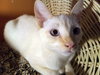 SIMON - Offered by Owner