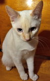 SIMON - Offered by Owner