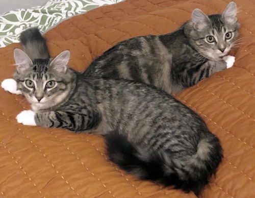 Winnie & Georgie - Offered by Owner - Bonded Pair