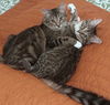 Winnie & Georgie - Offered by Owner - Bonded Pair