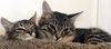 Winnie & Georgie - Offered by Owner - Bonded Pair