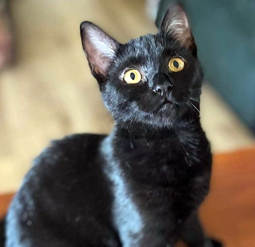 IRIS - Offered by Owner - Young Black Beauty