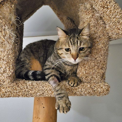 TANI - Offered by Owner