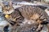TANI - Offered by Owner