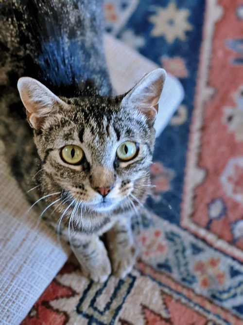 LYRA - Young and Playful