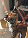 LYRA - Young and Playful