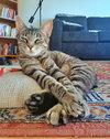 LYRA - Young and Playful