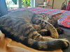 LYRA - Young and Playful