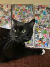 MONA - Offered by Owner