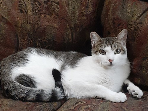 CRICKET - Offered by Owner