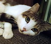 CRICKET - Offered by Owner