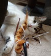 CRICKET - Offered by Owner