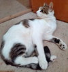 CRICKET - Offered by Owner