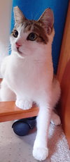 CRICKET - Offered by Owner