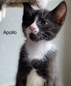 Apollo