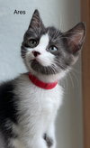 Ares
