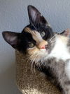 Miss Artemis
