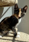 Miss Artemis