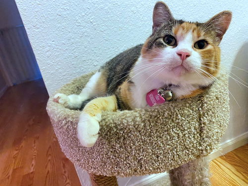 KITTEN - Offered by Owner - Beautiful Calico