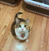 KITTEN - Offered by Owner - Beautiful Calico
