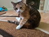 KITTEN - Offered by Owner - Beautiful Calico