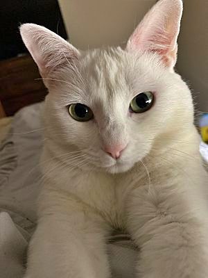 STELLA - Offered by Owner