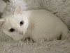 STELLA - Offered by Owner