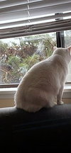 STELLA - Offered by Owner