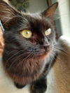 ABYSS (Abby) -Offered by Owner