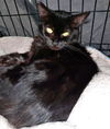 ABYSS (Abby) -Offered by Owner