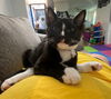 GEO & MILLI - Offered by Owner -Kitten Pair