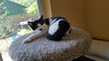RUBY - Offered by Owner