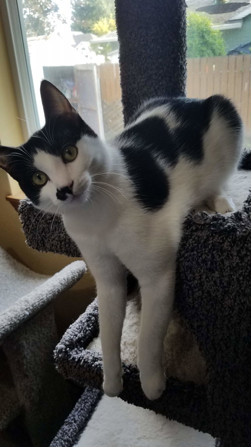 RUBY - Offered by Owner