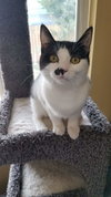 RUBY - Offered by Owner
