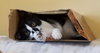 ROSIE - Offered by Owner