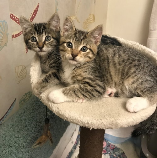 ARLO and ASHTON brother pair