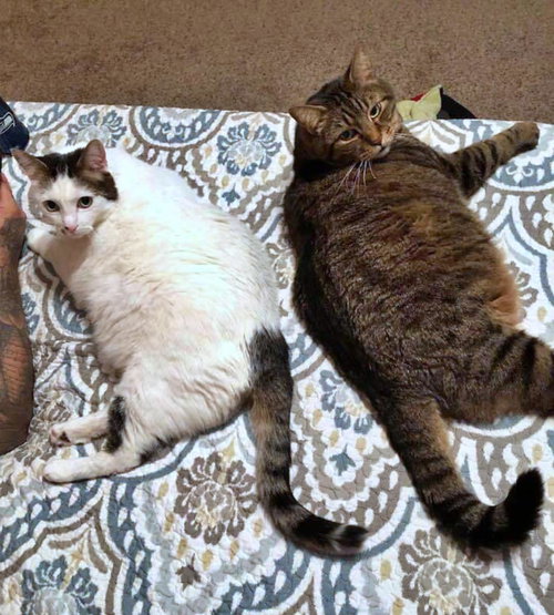 TWITCH & LEO - Offered by Owner - Bonded bros.
