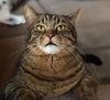 TWITCH & LEO - Offered by Owner - Bonded bros.