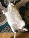 TWITCH & LEO - Offered by Owner - Bonded bros.