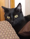 BEAMER - Offered by Owner - Young Adult
