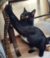 BEAMER - Offered by Owner - Young Adult