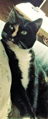 Stormy - Offered by Owner