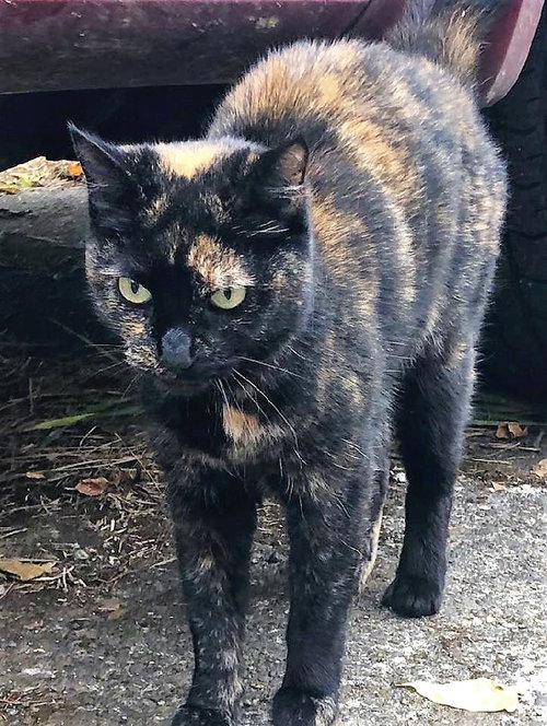 Clover - Offered by Owner