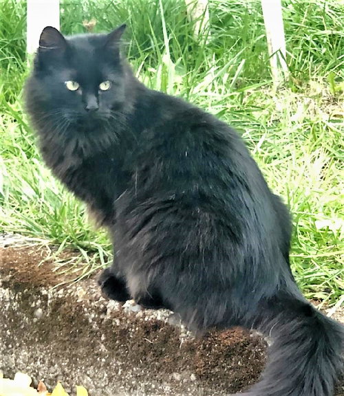 Misty - Offered by Owner